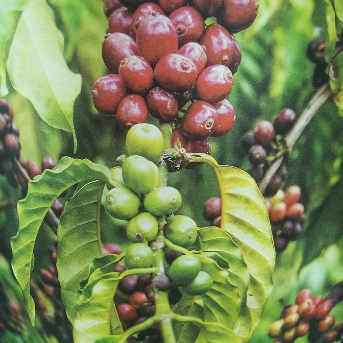 Biodegradable Packaging Pouches