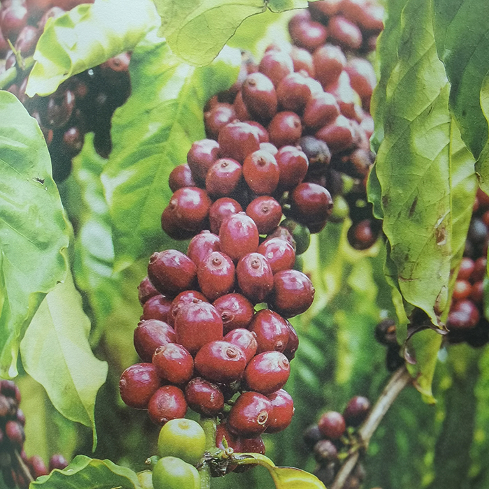 Biodegradable Packaging Pouches